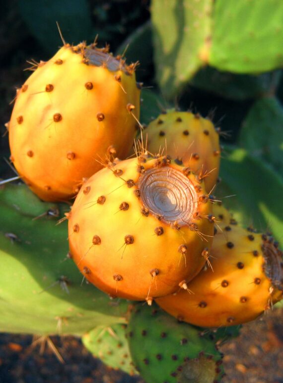 PRICKLY PEAR SEED OIL