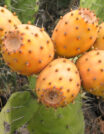 PRICKLY PEAR SEED OIL