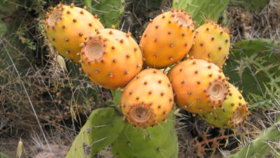 PRICKLY PEAR SEED OIL