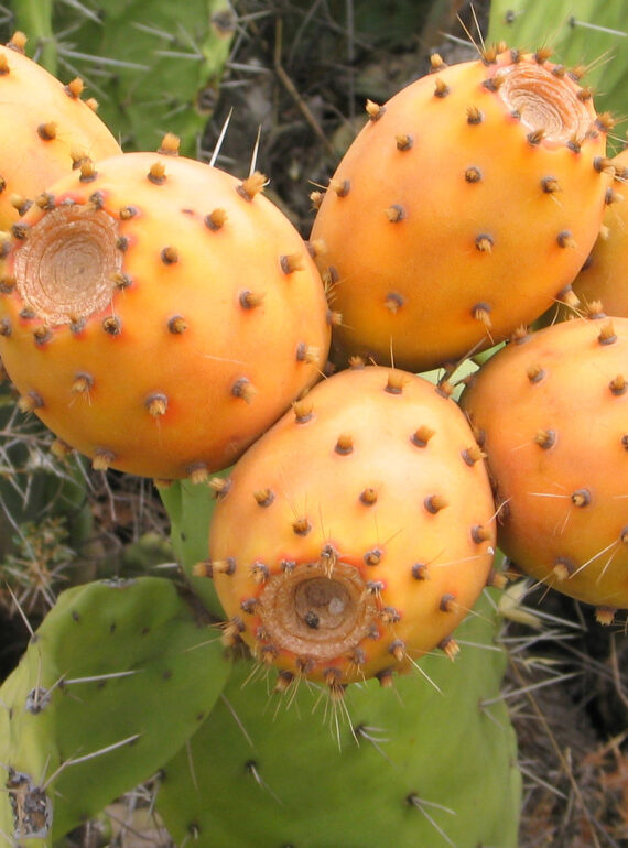 PRICKLY PEAR SEED OIL