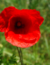 coquelicot