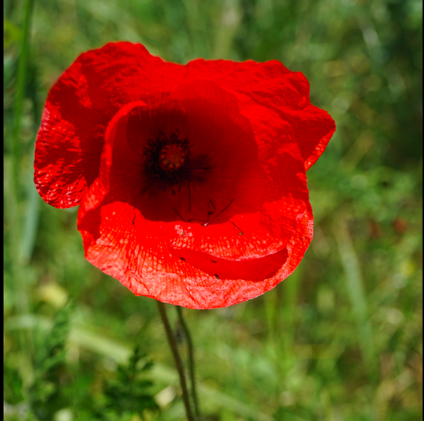 coquelicot