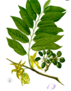 ylang ylang