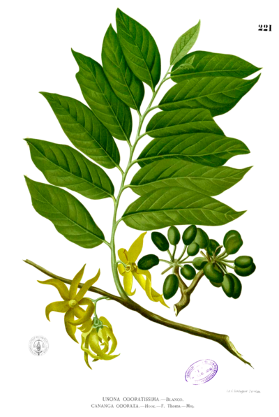 ylang ylang