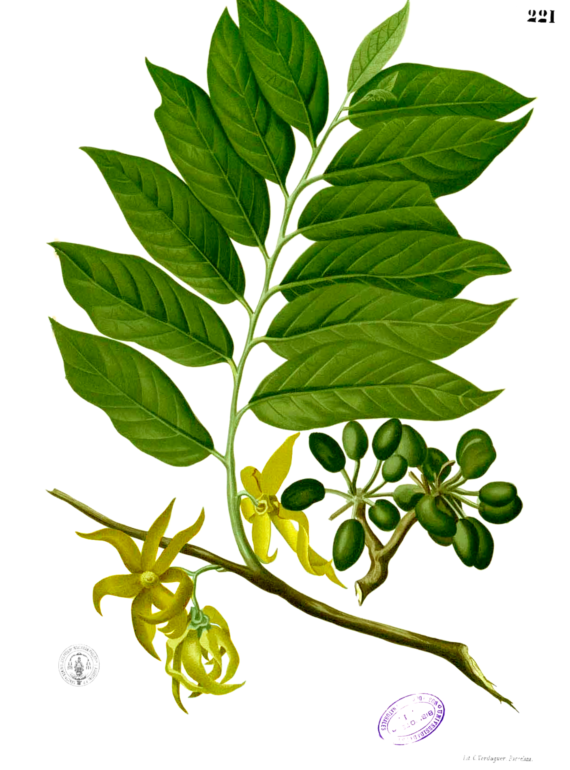 ylang ylang
