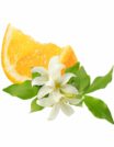 ORANGE FLOWER