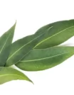 EUCALYPTUS LEAVES