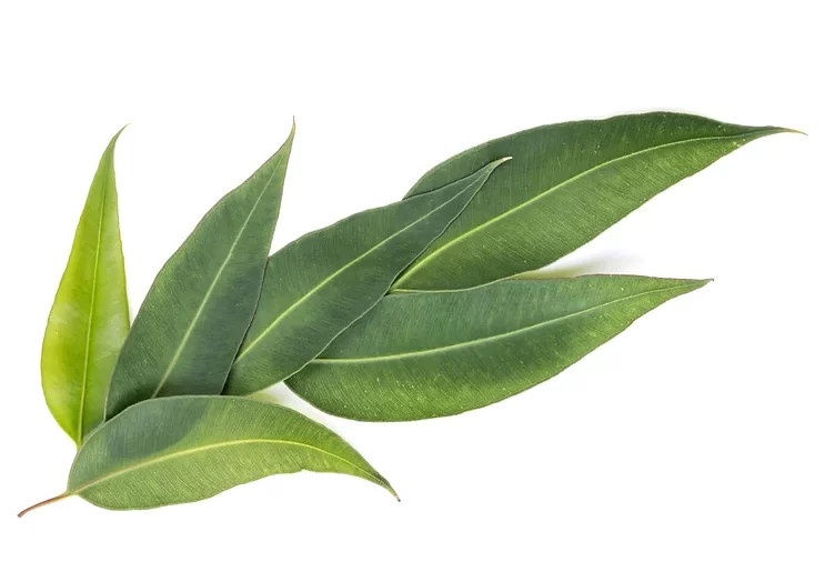 EUCALYPTUS LEAVES