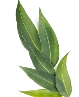 Eucalyptus