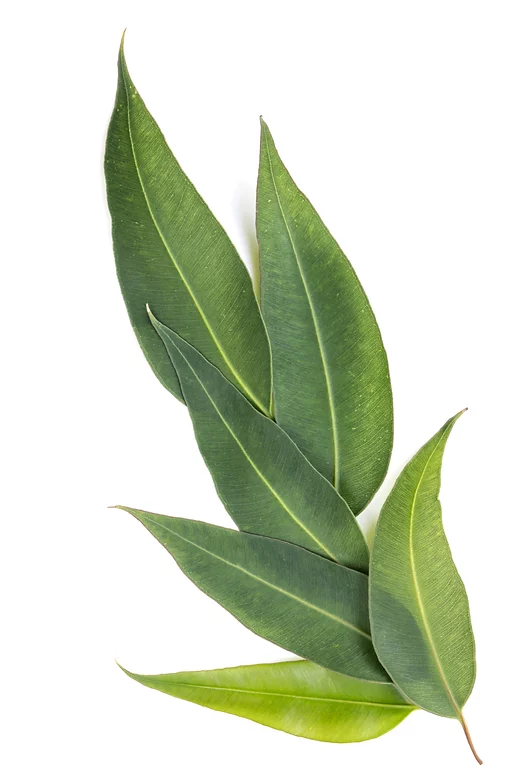 Eucalyptus