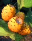 PRICKLY PEAR FRUIT