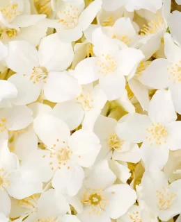 White Jasmine flowers seamless backgroun (1)