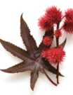 CASTOR OIL