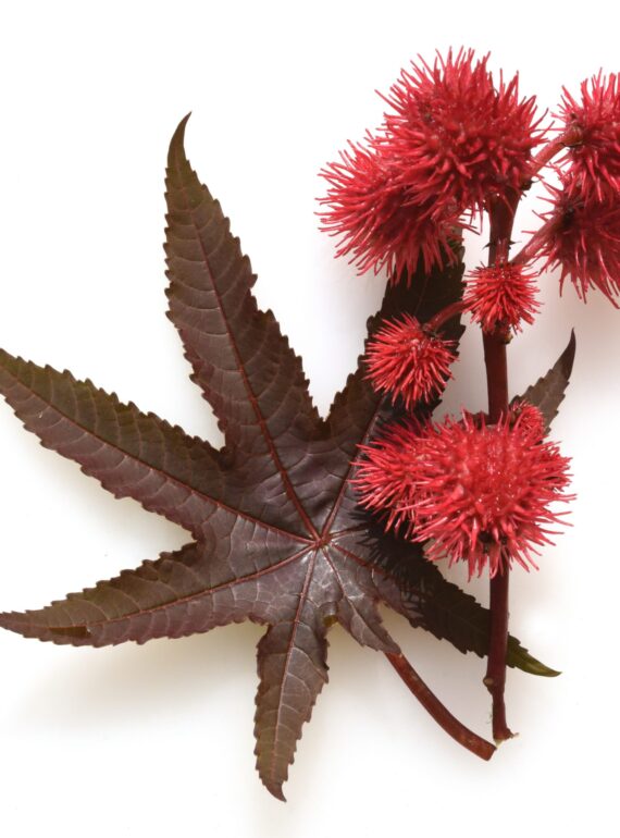 CASTOR OIL