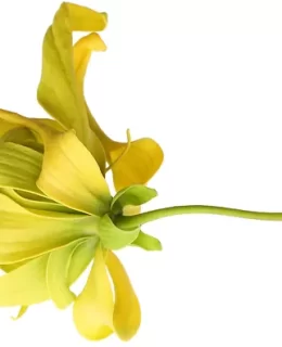 YLANG YLANG FLOWER
