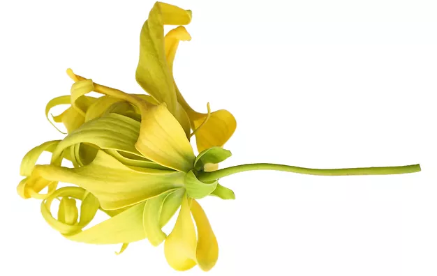 YLANG YLANG FLOWER