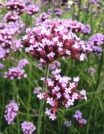 Finest Verbena