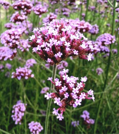 Finest Verbena