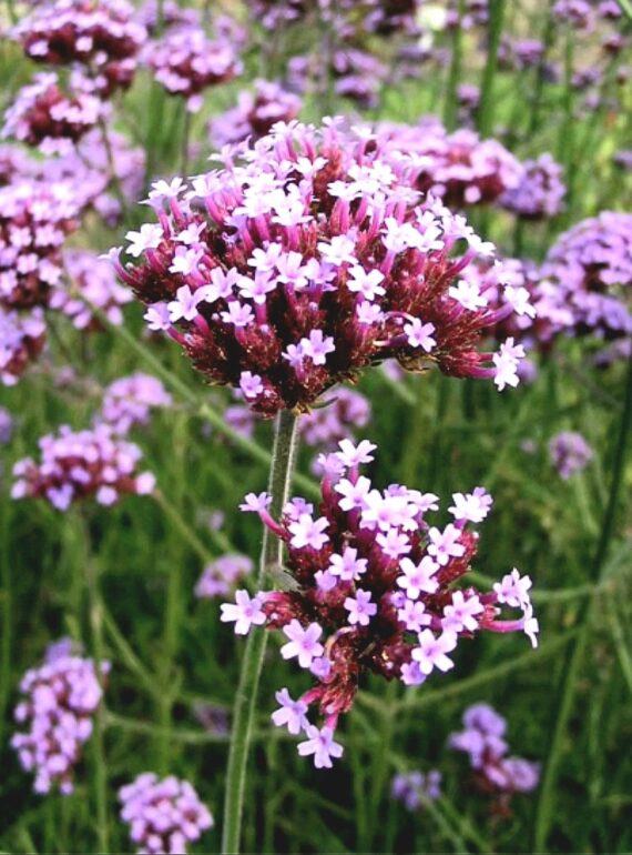 Finest Verbena